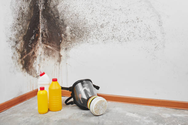 Best Residential Mold Removal  in Rector, AR