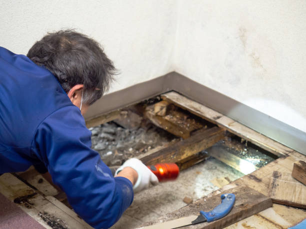 Best Water Damage Restoration  in Rector, AR