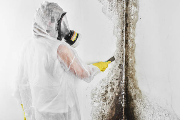 Crawl Space Mold Removal in Rector, AR