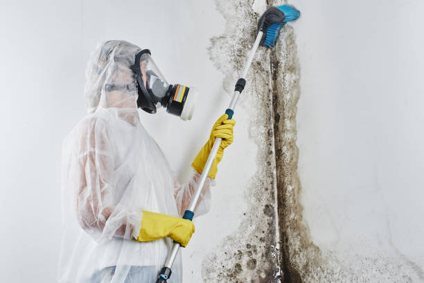 Best Crawl Space Mold Removal  in Rector, AR