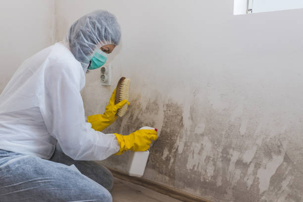 Best Mold Removal Specialists  in Rector, AR