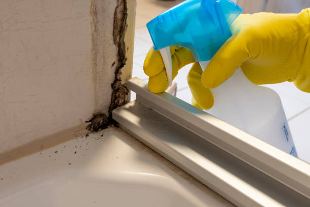 Best Toxic Mold Removal  in Rector, AR
