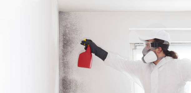 Best Professional Mold Removal  in Rector, AR