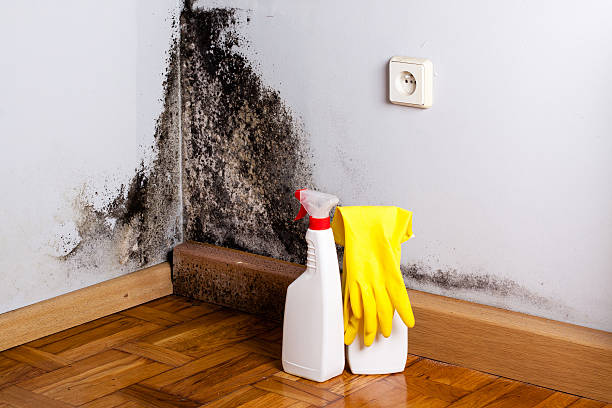 Best Emergency Mold Removal  in Rector, AR