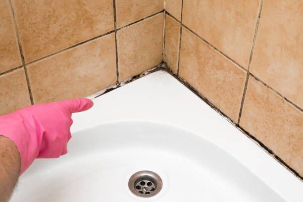 Best Local Mold Removal Service  in Rector, AR