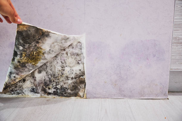Best Attic Mold Removal  in Rector, AR